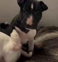 Moon, a female Bull Terrier for sale in Tacoma, WA – Photo 3 of 10