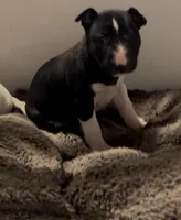 Moon, a female Bull Terrier for sale in Tacoma, WA – Photo 4 of 10