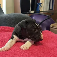 Moon, a female Bull Terrier for sale in Tacoma, WA – Photo 10 of 10