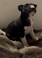 Moon, a female Bull Terrier for sale in Tacoma, WA – Photo 2 of 10