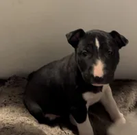 Moon, a female Bull Terrier for sale in Tacoma, WA – Photo 1 of 10