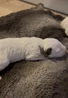 processed/2e336671-4347-40c0-98bc-4364f858f8bb/listing/67005004-61d0-403d-b1c5-7cfcb134053e/3f48b39f-b469-4d53-8c8f-1ae98edcfd74