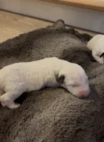 processed/2e336671-4347-40c0-98bc-4364f858f8bb/listing/67005004-61d0-403d-b1c5-7cfcb134053e/7b37500f-a57e-44a5-8e99-f7b14d82e723