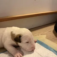 Jr, a male Bull Terrier for sale in Tacoma, WA – Photo 2 of 5