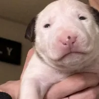 Jr, a male Bull Terrier for sale in Tacoma, WA – Photo 5 of 5