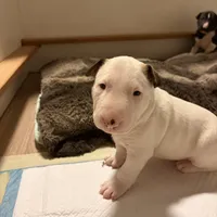 Jr, a male Bull Terrier for sale in Tacoma, WA – Photo 3 of 5