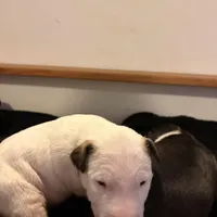 Jr, a male Bull Terrier for sale in Tacoma, WA – Photo 4 of 5
