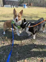 AKC PEMBROKE CORGI MALE, a male Pembroke Welsh Corgi for sale in Kingsland, GA – 4 of 4