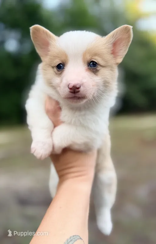 American corgi – Cardigan Welsh Corgi, Pembroke Welsh Corgi puppy for sale in Kingsland, GA