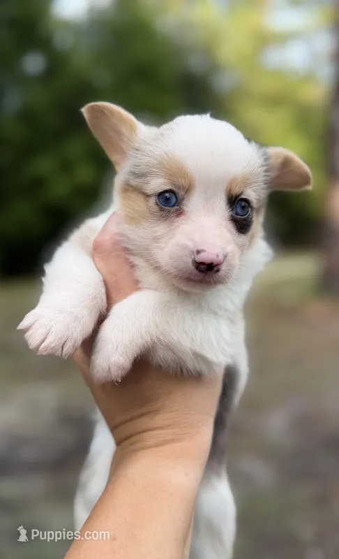 American Corgi  – Cardigan Welsh Corgi, Pembroke Welsh Corgi puppy for sale in Kingsland, GA