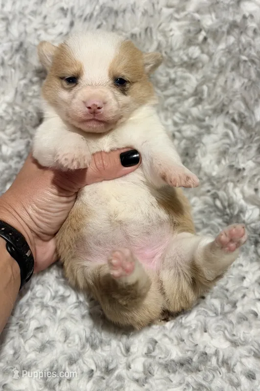 American corgi – Cardigan Welsh Corgi, Pembroke Welsh Corgi puppy for sale in Kingsland, GA