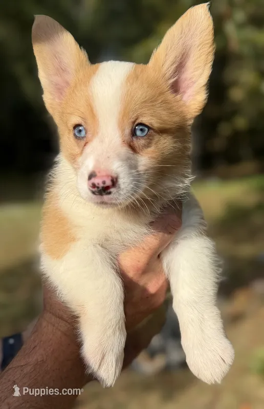Red Merle Girl 2 – Cardigan Welsh Corgi, Pembroke Welsh Corgi puppy for sale in Kingsland, GA