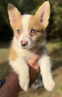 Red Merle Girl 2, a female Cardigan Welsh Corgi and Pembroke Welsh Corgi for sale in Kingsland, GA – 1 of 1