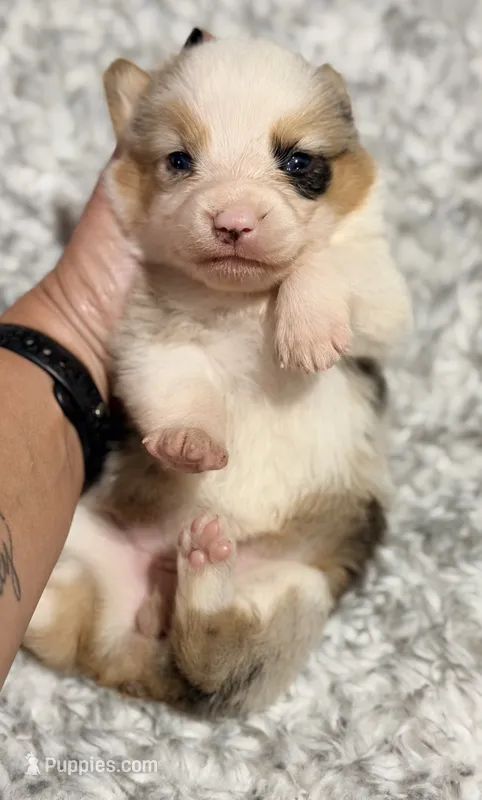 American Corgi  – Cardigan Welsh Corgi, Pembroke Welsh Corgi puppy for sale in Kingsland, GA
