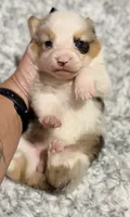 American Corgi , a female Cardigan Welsh Corgi and Pembroke Welsh Corgi for sale in Kingsland, GA – 1 of 2
