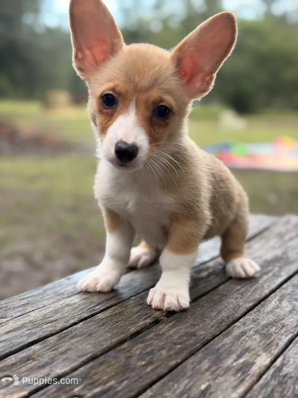 American corgi – Cardigan Welsh Corgi, Pembroke Welsh Corgi puppy for sale in Kingsland, GA