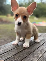 American corgi, a male Cardigan Welsh Corgi and Pembroke Welsh Corgi for sale in Kingsland, GA – 1 of 1