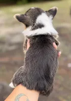 American corgi male, a male Cardigan Welsh Corgi and Pembroke Welsh Corgi for sale in Kingsland, GA – 2 of 2