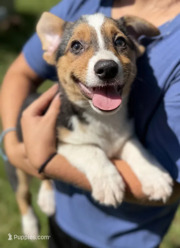 American Corgi – Cardigan Welsh Corgi, Pembroke Welsh Corgi puppy for sale in Kingsland, GA