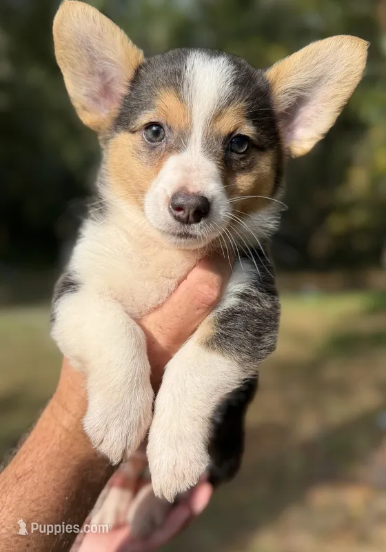 Black Tri Girl 2 – Cardigan Welsh Corgi, Pembroke Welsh Corgi puppy for sale in Kingsland, GA