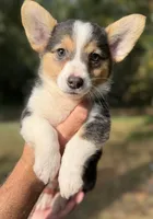 Black Tri Girl 2, a female Cardigan Welsh Corgi and Pembroke Welsh Corgi for sale in Kingsland, GA – 1 of 1