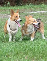 AKC PEMBROKE CORGI MALE, a male Pembroke Welsh Corgi for sale in Kingsland, GA – 2 of 4