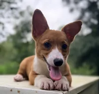 American corgi, a male Cardigan Welsh Corgi and Pembroke Welsh Corgi for sale in Kingsland, GA – 1 of 2