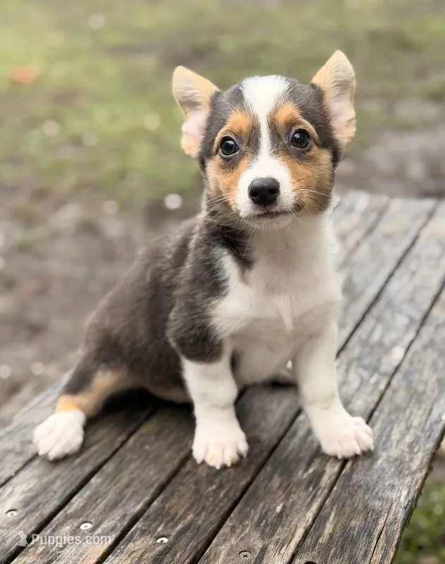 American Corgi – Cardigan Welsh Corgi, Pembroke Welsh Corgi puppy for sale in Kingsland, GA