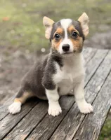 American Corgi, a male Cardigan Welsh Corgi and Pembroke Welsh Corgi for sale in Kingsland, GA – 1 of 1