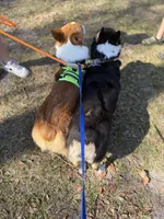 AKC PEMBROKE CORGI MALE, a male Pembroke Welsh Corgi for sale in Kingsland, GA – 3 of 4