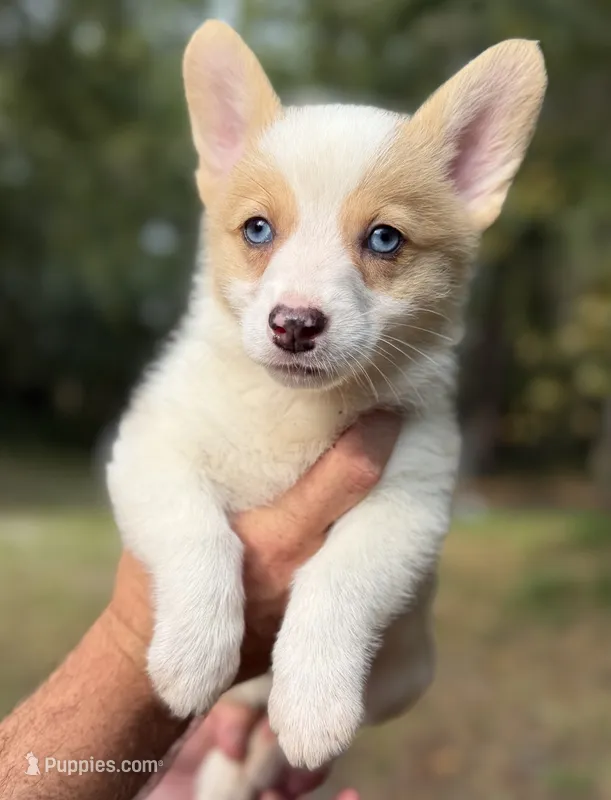 Red Merle Girl 1 – Cardigan Welsh Corgi, Pembroke Welsh Corgi puppy for sale in Kingsland, GA