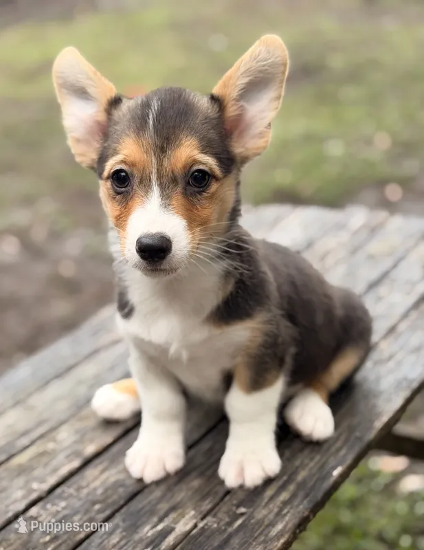 American Corgi – Cardigan Welsh Corgi, Pembroke Welsh Corgi puppy for sale in Kingsland, GA