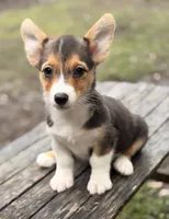 American Corgi, a male Cardigan Welsh Corgi and Pembroke Welsh Corgi for sale in Kingsland, GA – 1 of 1