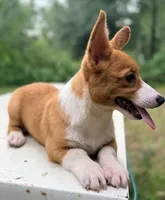 American corgi, a male Cardigan Welsh Corgi and Pembroke Welsh Corgi for sale in Kingsland, GA – 2 of 2
