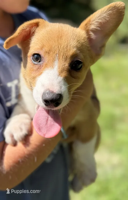 American corgi – Cardigan Welsh Corgi, Pembroke Welsh Corgi puppy for sale in Kingsland, GA