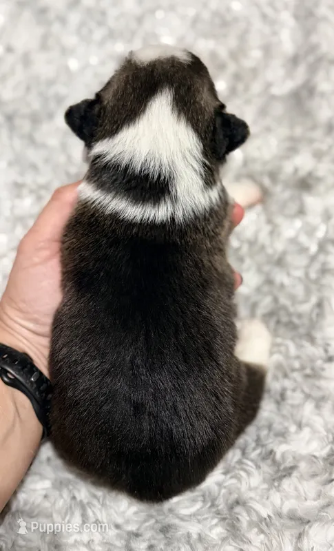 American corgi  – Cardigan Welsh Corgi, Pembroke Welsh Corgi puppy for sale in Kingsland, GA