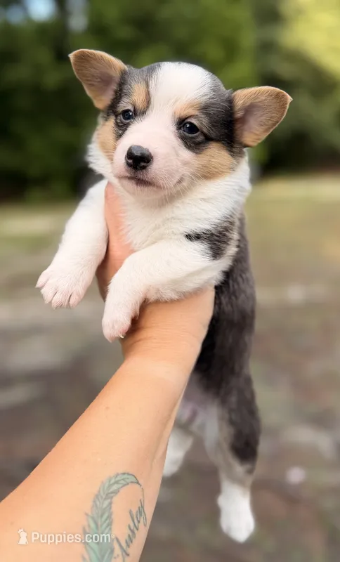 American corgi  – Cardigan Welsh Corgi, Pembroke Welsh Corgi puppy for sale in Kingsland, GA