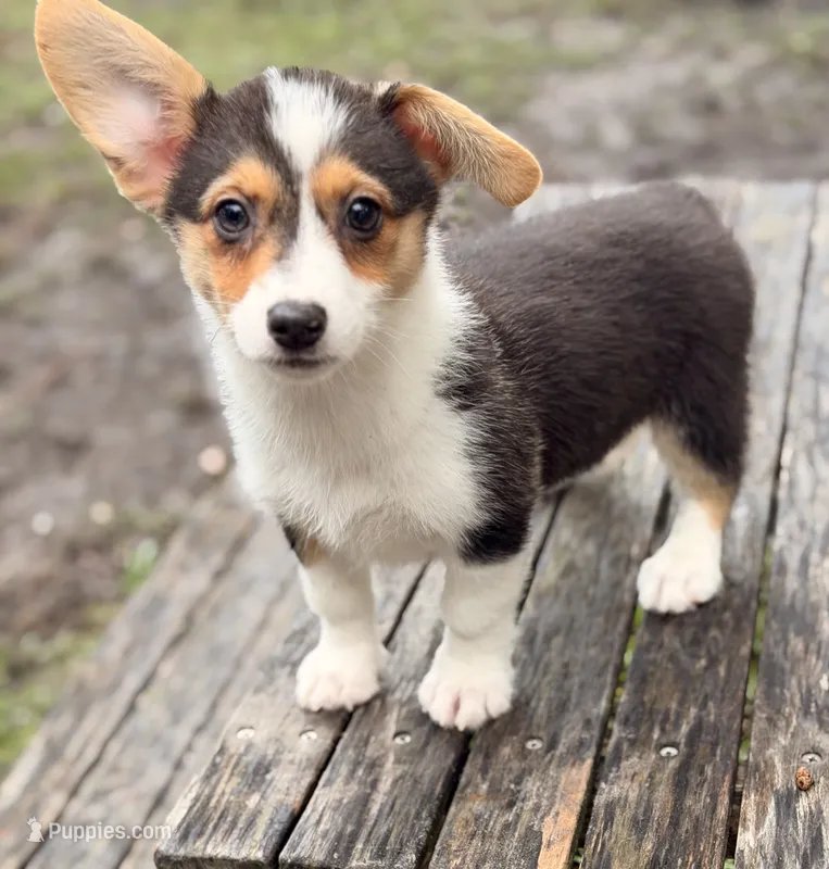 American Corgi – Cardigan Welsh Corgi, Pembroke Welsh Corgi puppy for sale in Kingsland, GA