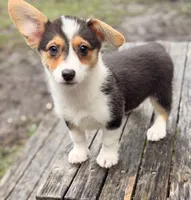American Corgi, a female Cardigan Welsh Corgi and Pembroke Welsh Corgi for sale in Kingsland, GA – 1 of 1