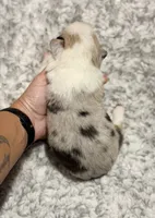 American Corgi , a female Cardigan Welsh Corgi and Pembroke Welsh Corgi for sale in Kingsland, GA – 2 of 2