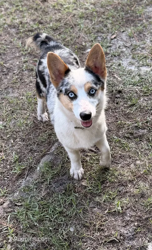 Ellie – Cardigan Welsh Corgi, Pembroke Welsh Corgi puppy for sale in Kingsland, GA
