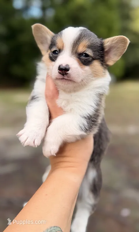 American corgi male – Cardigan Welsh Corgi, Pembroke Welsh Corgi puppy for sale in Kingsland, GA