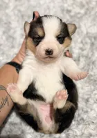 American corgi , a female Cardigan Welsh Corgi and Pembroke Welsh Corgi for sale in Kingsland, GA – 2 of 2