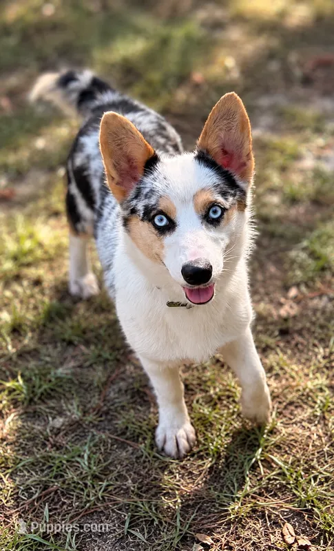 Ellie – Cardigan Welsh Corgi, Pembroke Welsh Corgi puppy for sale in Kingsland, GA