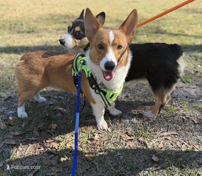 AKC PEMBROKE CORGI MALE – Pembroke Welsh Corgi puppy for sale in Kingsland, GA