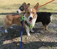 AKC PEMBROKE CORGI MALE, a male Pembroke Welsh Corgi for sale in Kingsland, GA – 1 of 4