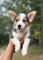 Black Tri Girl 1, a female Cardigan Welsh Corgi and Pembroke Welsh Corgi for sale in Kingsland, GA – 1 of 1