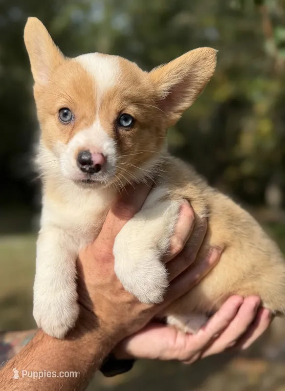 Red Merle Girl 3  – Cardigan Welsh Corgi, Pembroke Welsh Corgi puppy for sale in Kingsland, GA