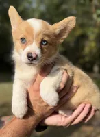 Red Merle Girl 3 , a female Cardigan Welsh Corgi and Pembroke Welsh Corgi for sale in Kingsland, GA – 1 of 1