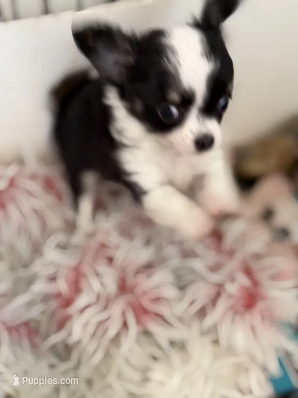 Chi boy – Chihuahua puppy for sale in Haines City, FL